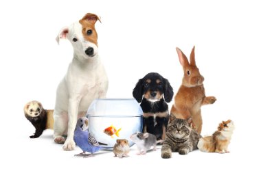 Beyaz arka planda bir grup sevimli evcil hayvan