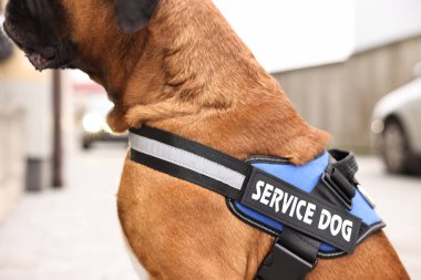 Şehir caddesinde yelek giymiş bir servis köpeği, yakın plan.