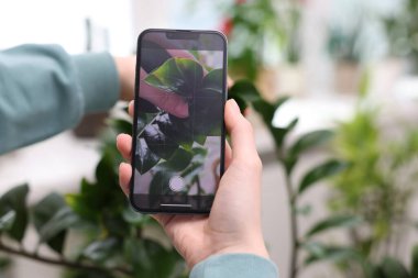 Ev bitkisi tanıma uygulamasını kullanan bir kadın kapalı alanda, yakın plan.