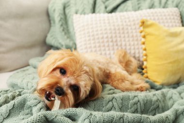 Evdeki kanepede kemikleri çiğnenmiş şirin bir köpek.