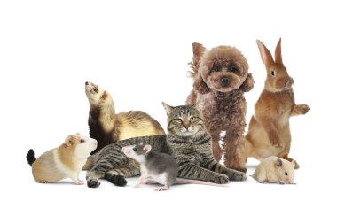 Beyaz arka planda bir grup sevimli evcil hayvan