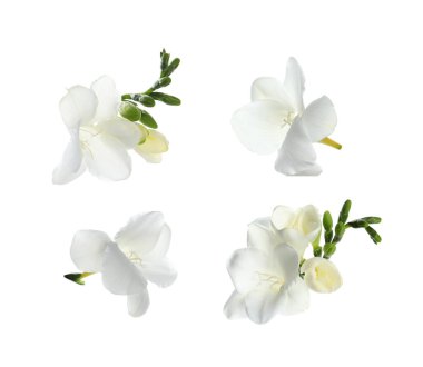 Aromatik frezya çiçekleri beyaz üzerine izole edilmiş, set