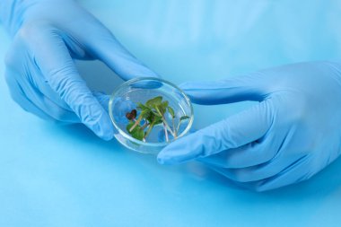 Biyokimya. Mavi masadaki bitkilerle çalışan bilim adamı, yakın plan.