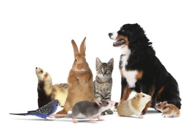 Beyaz arka planda bir grup sevimli evcil hayvan