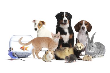 Beyaz arka planda bir grup sevimli evcil hayvan