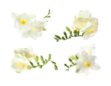 Aromatik frezya çiçekleri beyaz üzerine izole edilmiş, set