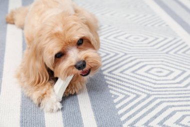 Evde yerde kemikleri çiğnenmiş şirin bir köpek, mesaj için yer var.