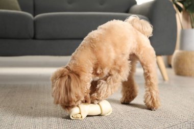 Evde yerde kemikleri çiğnenmiş şirin bir köpek.