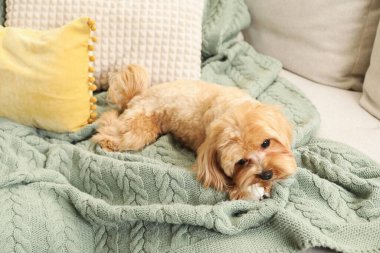 Evdeki kanepede kemikleri çiğnenmiş şirin bir köpek.