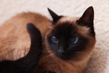 İçeride dinlenen sevimli Tayland kedisi, yakın çekim manzarası.