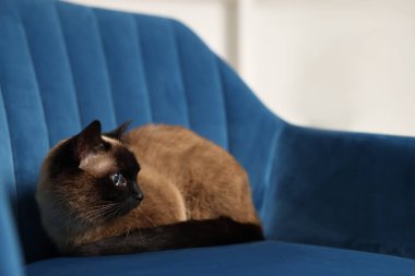 Adorable Thai cat resting on soft armchair at home