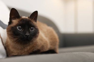 Evdeki kanepede dinlenen sevimli Tayland kedisi, mesaj için yer.