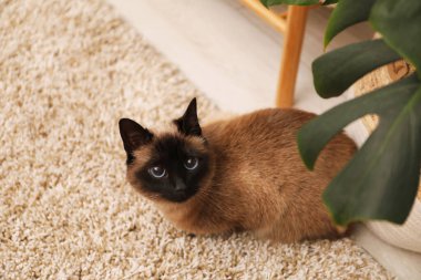 Evdeki bej halıdaki sevimli Tayland kedisi