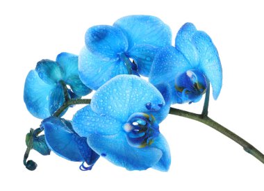 Güzel mavi orkide çiçeği beyaza izole edilmiş.