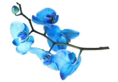 Güzel mavi orkide çiçekleri beyaza izole edilmiş.