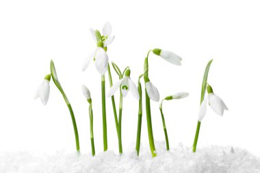 Beautiful snowdrops on snow against white background