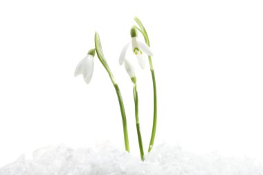 Beautiful snowdrops on snow against white background