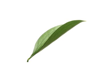 One fresh green Ruscus leaf isolated on white