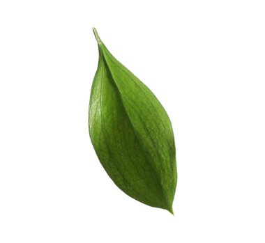 One fresh green Ruscus leaf isolated on white