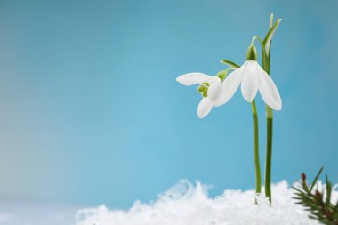 Beautiful snowdrops on snow against light blue background, closeup. Space for text