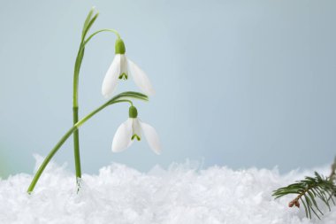 Beautiful snowdrops on snow against light blue background, closeup. Space for text