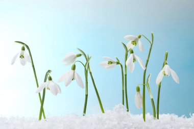 Açık mavi arkaplan üzerinde güzel kar damlaları, yakın plan