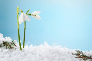 Beautiful snowdrops on snow against light blue background, closeup. Space for text