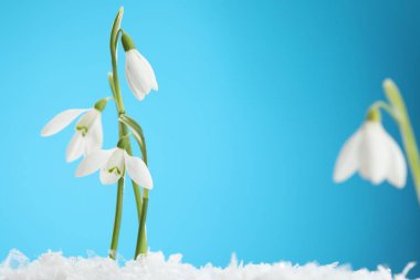 Beautiful snowdrops on snow against light blue background, closeup. Space for text