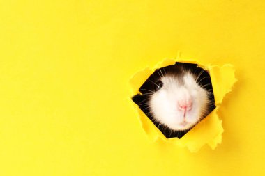 Sarı kağıttaki delikten bakan sevimli sıçan. Metin için boşluk