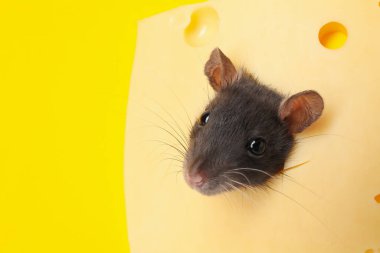 Peynirdeki delikten bakan sevimli fare