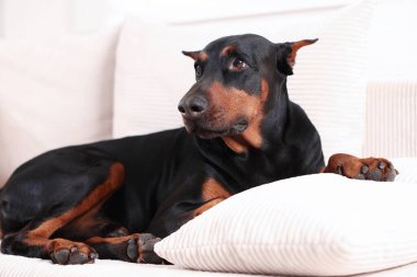 Sevgili Doberman evdeki kanepede dinleniyor.