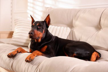 Sevgili Doberman evdeki kanepede dinleniyor.