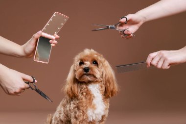 Bakım aletleri olan kadınlar ve kahverengi arka planda sevimli bir köpek, yakın plan.