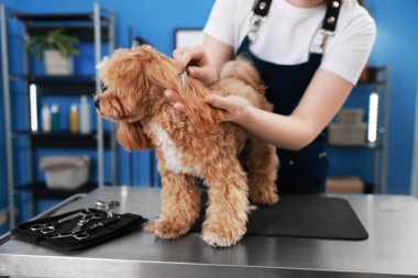 Kapalı mekanda tarakla sevimli bir köpeği fırçalayan kadın, yakın plan. Hayvan bakımı.