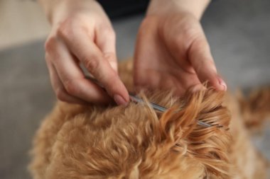 Kuaförde sevimli bir köpeğin saçını tarıyor, yakından.