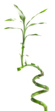 Güzel dekoratif bambu bitkisi beyaza izole edilmiş.