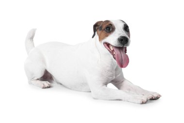 Beyaz arka planda sevimli Jack Russell Terrier köpeği
