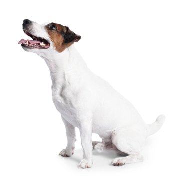 Beyaz arka planda oturan şirin Jack Russell Terrier köpeği.