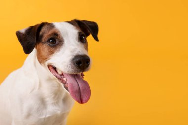 Sarı arka planda şirin Jack Russell Terrier köpeği. Metin için boşluk
