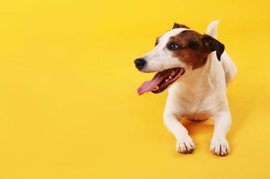 Sarı arka planda yatan sevimli Jack Russell Terrier köpeği. Metin için boşluk