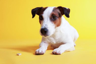 Sarı arka planda şirin Jack Russell Terrier köpeği