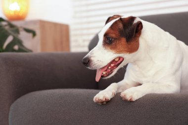 Şirin Jack Russell Terrier köpeği evdeki kanepede yatıyor. Metin için boşluk