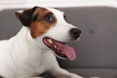 Sevimli Jack Russell Terrier köpeği evdeki kanepede uzanıyor, yakın plan.