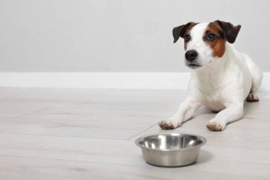 Gri duvarın yanında kasesi olan sevimli Jack Russell Terrier köpeği. Metin için boşluk