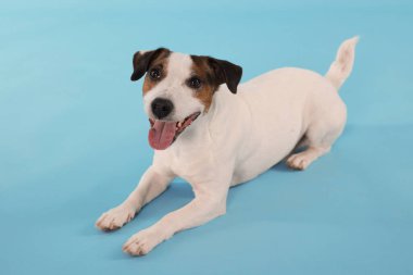 Sevimli Jack Russell Terrier köpeği açık mavi arka planda yatıyor.