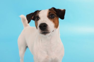 Açık mavi arka planda şirin Jack Russell Terrier köpeği