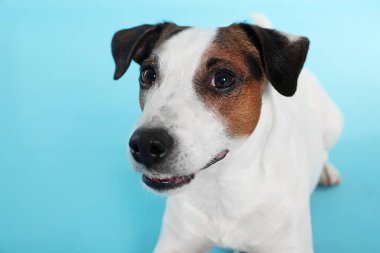 Açık mavi arka planda şirin Jack Russell Terrier köpeği