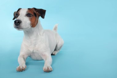 Açık mavi arka planda yatan sevimli Jack Russell Terrier köpeği. Metin için boşluk