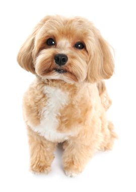 Beyaz arka planda sevimli bir Maltipoo köpeği. Sevimli hayvan