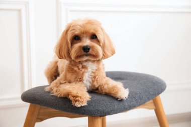 Şirin Maltipoo köpeği evde.